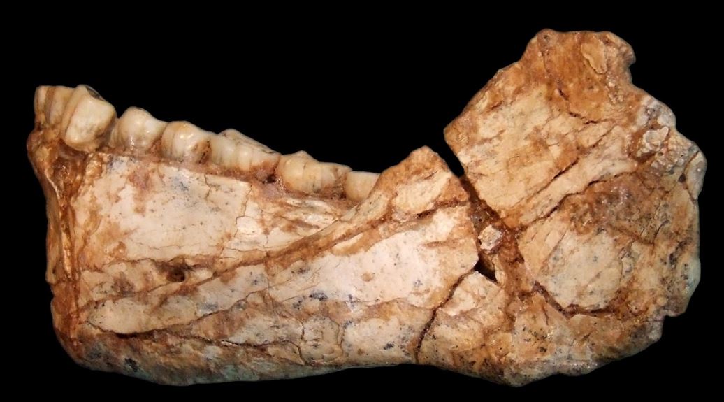 adult mandible found in Morocco